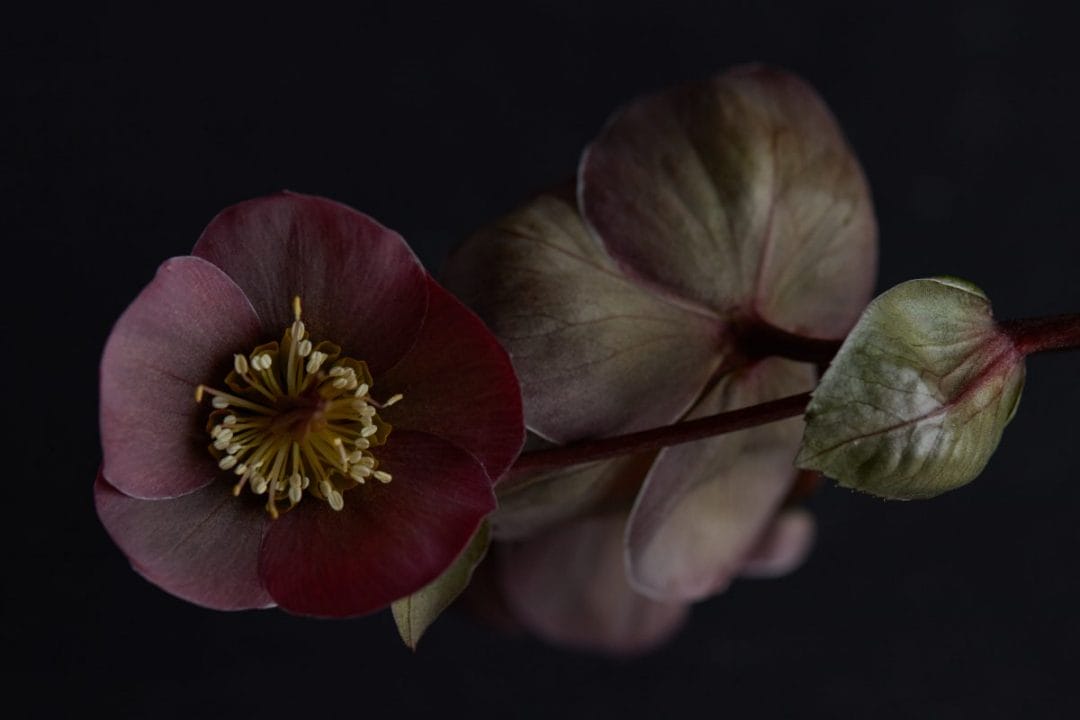 gardening garden design landscaping Surrey West Sussex horticulture winter colour winter interest hellebore winter gardening