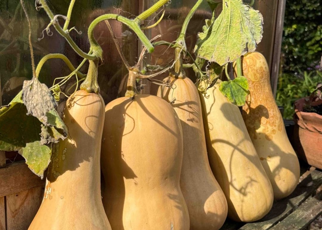 gardening garden design landscaping horticulture Surrey West Sussex vegetable patch kitchen garden butternut squash