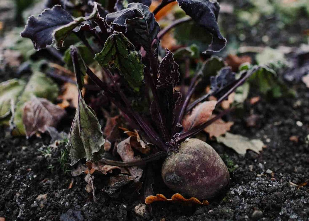 gardening garden design landscaping horticulture Surrey West Sussex beetroot vegetable patch calendar