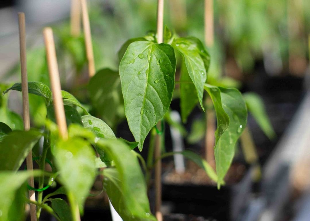 gardening garden design landscaping horticulture Surrey West Sussex chilli plants vegetable patch calendar