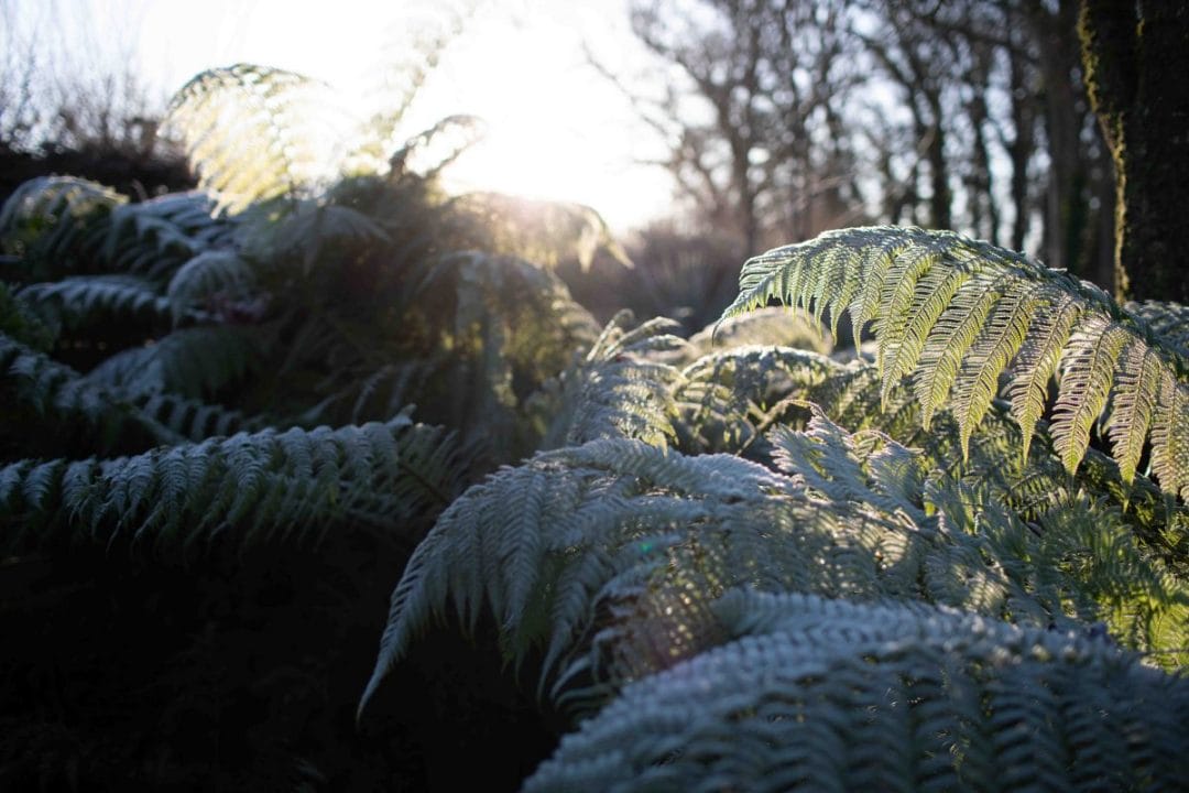 gardening garden design landscaping Surrey West Sussex horticulture vegetable patch timeline calendar frost sun palm tree fern morning sunrise