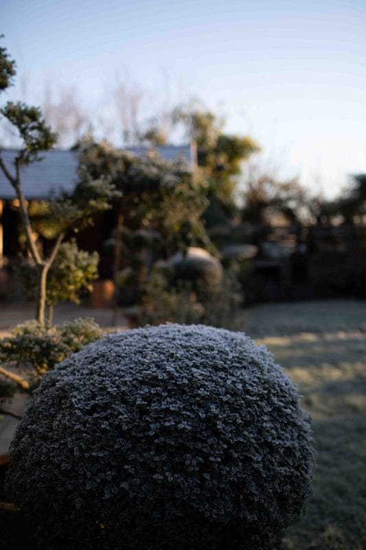 gardening garden design landscaping horticulture Surrey West Sussex frost winter December gardening what to do check list