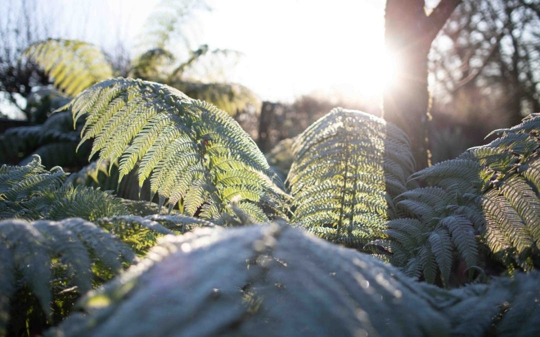 gardening garden design landscaping horticulture Surrey West Sussex frost winter December gardening what to do check list