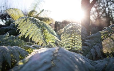 What to Do in the Garden in December