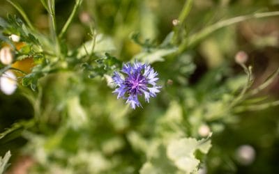 Creating a Wildlife-Friendly Garden: Key Things to Consider