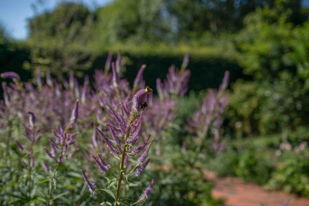 gardening garden design landscaping horticulture Surrey West Sussex bumble bee butterfly wildlife friendly garden 