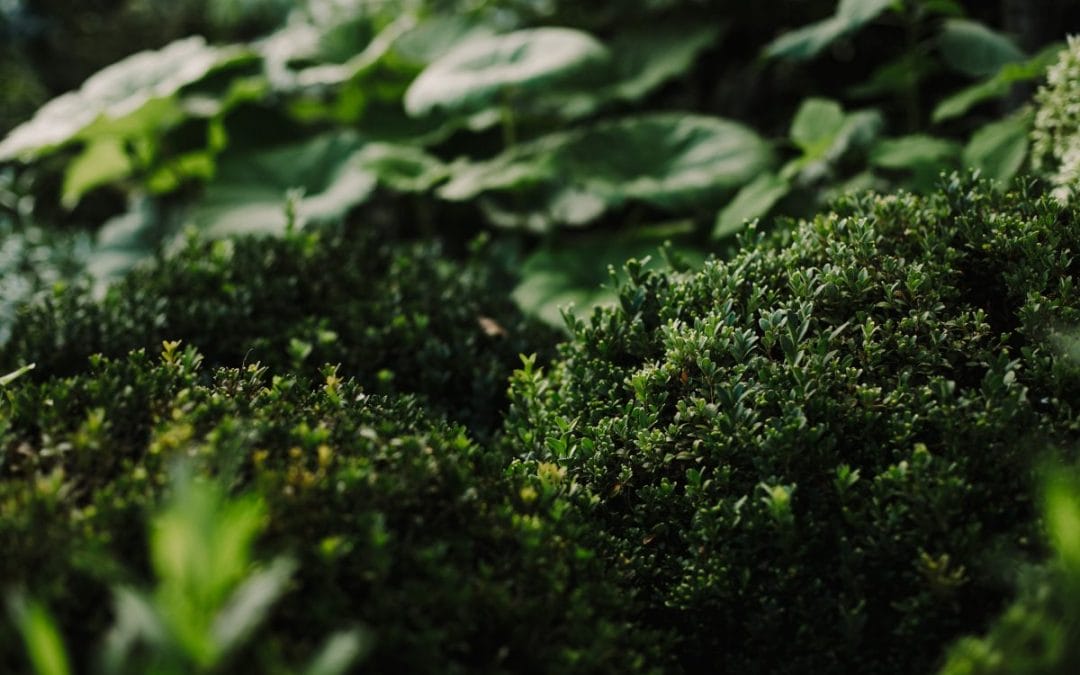 Plants That Add Structure and Interest to Your Garden Over Winter