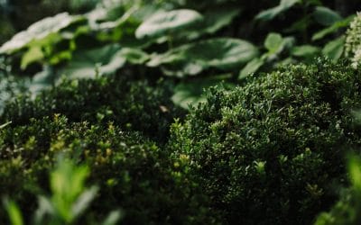 Plants That Add Structure and Interest to Your Garden Over Winter