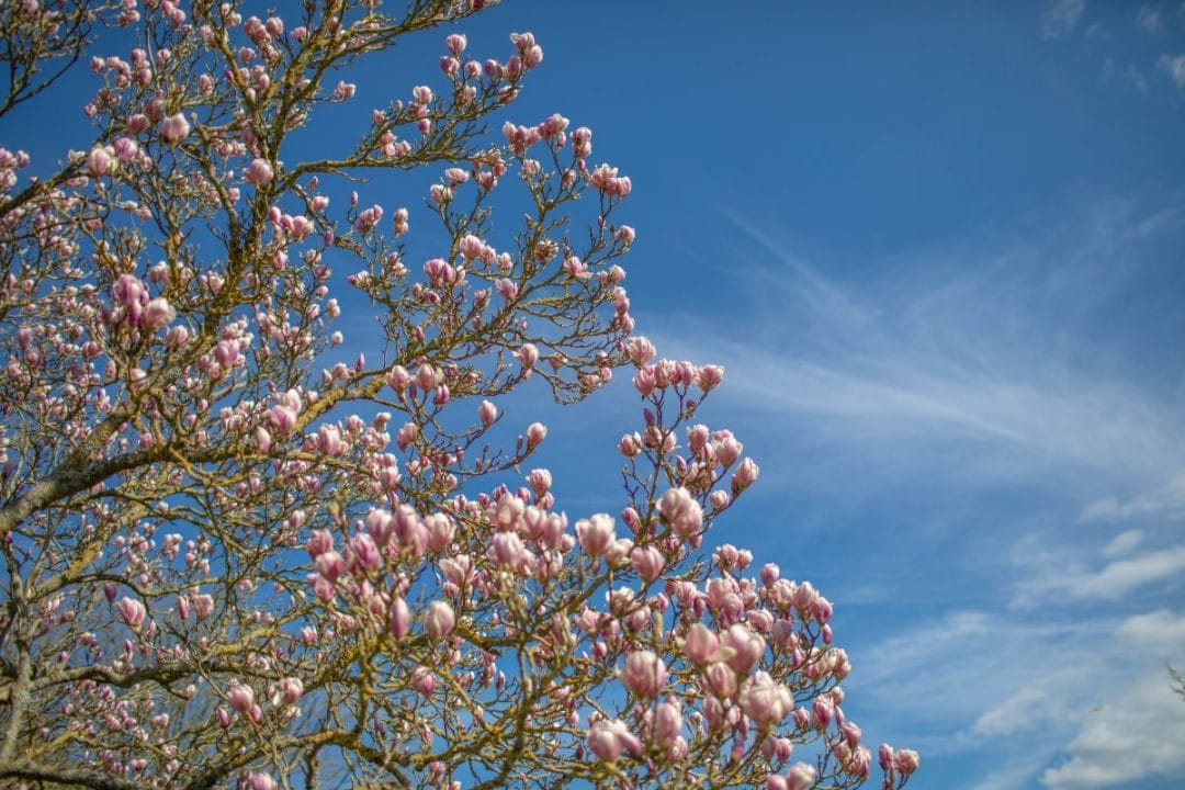 gardening garden design landscaping horticulture Surrey West Sussex magnolia spring ready winter preparation 