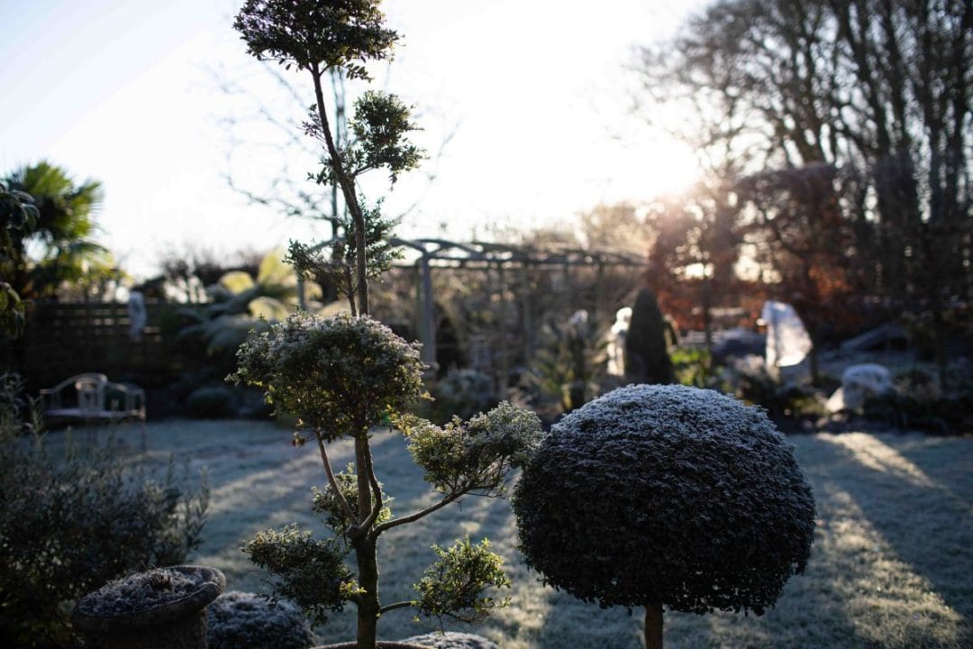gardening garden design landscaping horticulture Surrey West Sussex longevity winter designing for all seasons topiary yew taxis frost sunlight sunrise sunshine 