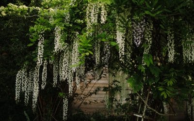 Spring-Ready Gardens Start in Winter, Here’s Why