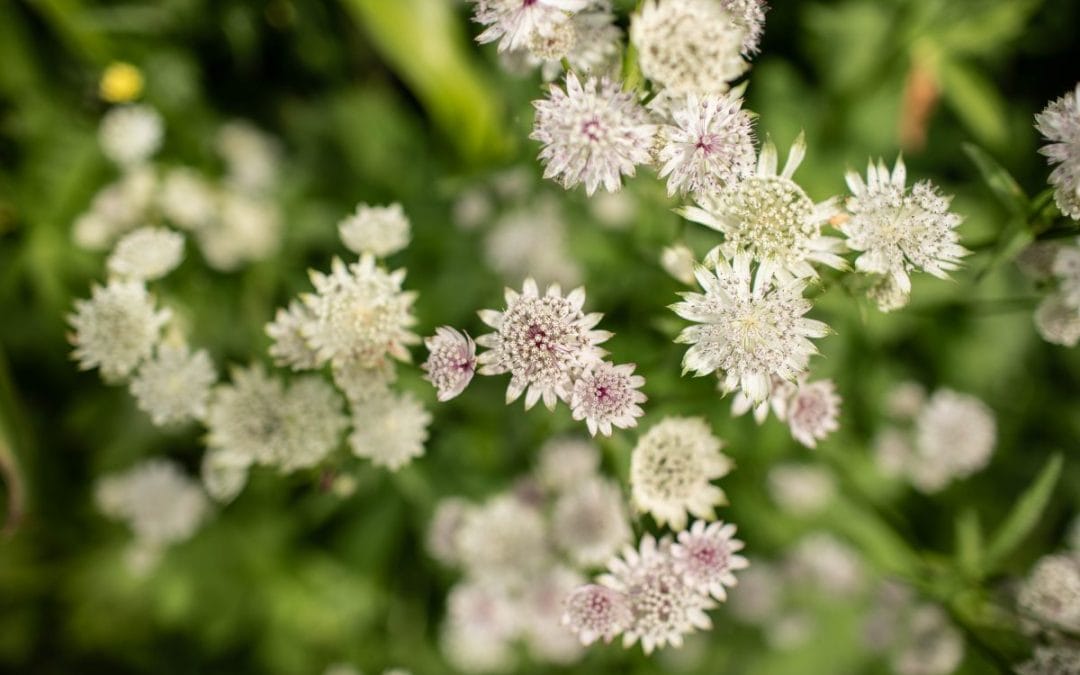 What to Plant in March for a Stunning Summer and Autumn Garden