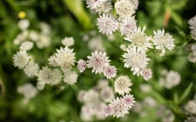What to Plant in March for a Stunning Summer and Autumn Garden