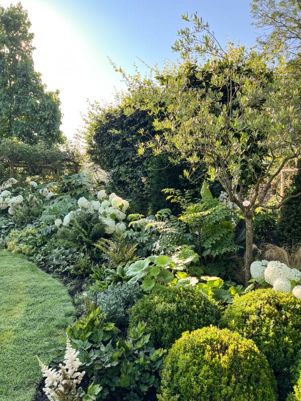 gardening garden design landscaping horticulture Surrey West Sussex hydrangea flower bed sunny garden olive tree buxus balls hedge curved bed white hydrangea
