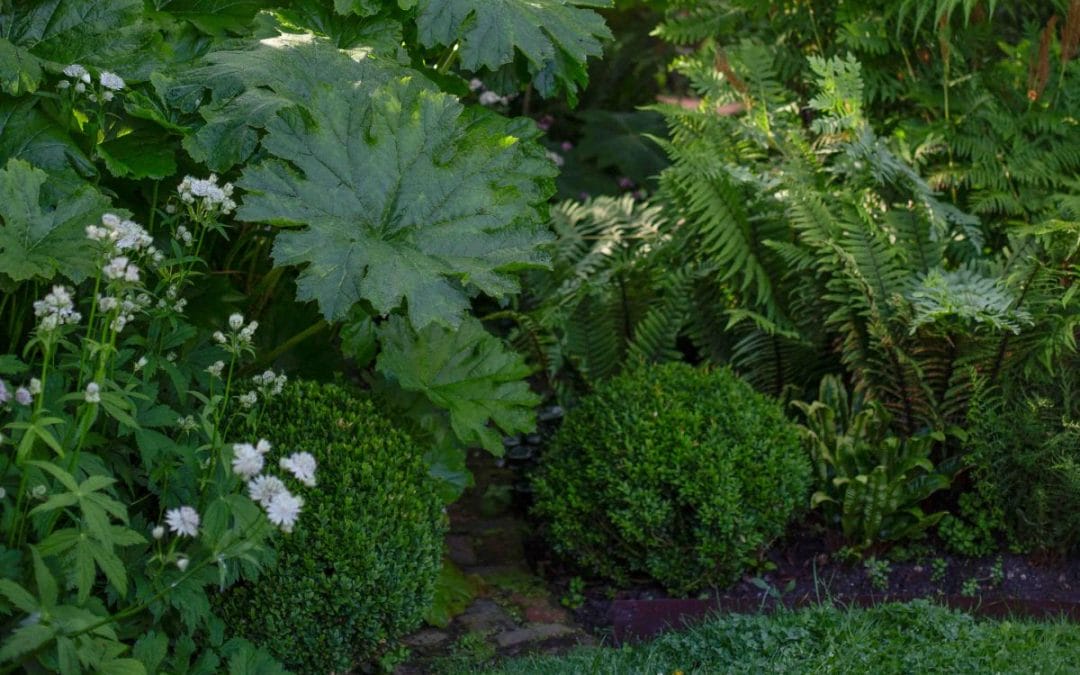 gardening garden design landscaping horticulture Surrey West Sussex fountain water feature topiary buxom taxis cones hedge flower bed fats japonica leaves