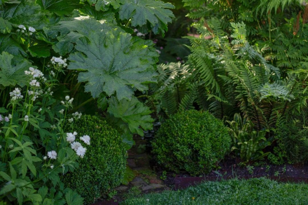 gardening garden design landscaping horticulture Surrey West Sussex fountain water feature topiary buxom taxis cones hedge flower bed fats japonica leaves